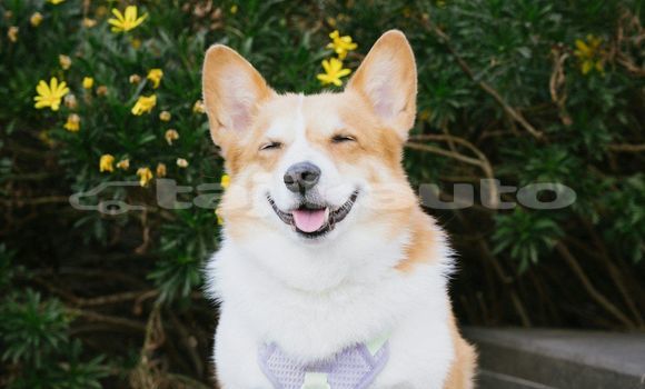 Medium with watermark image
