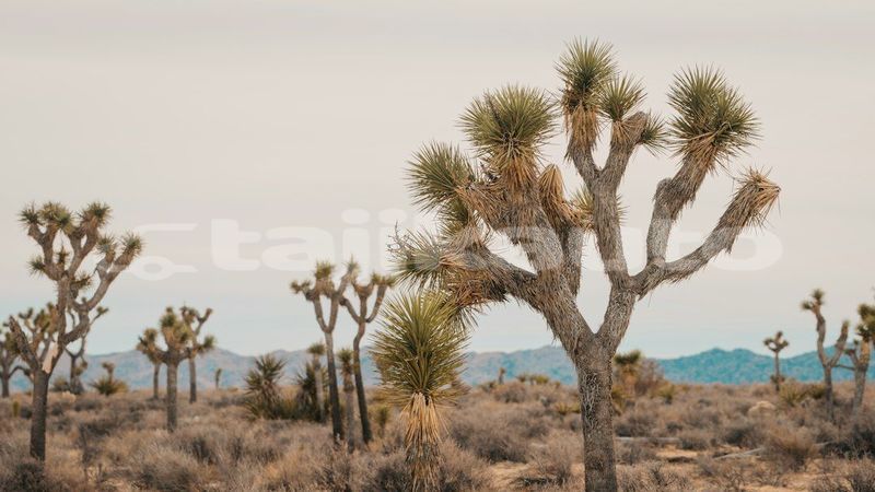Big with watermark image