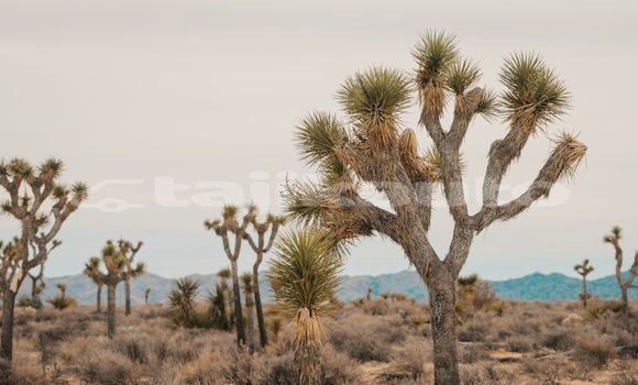 Medium with watermark image