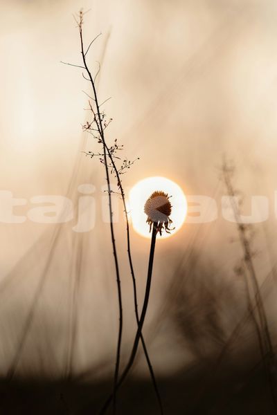 Big with watermark image