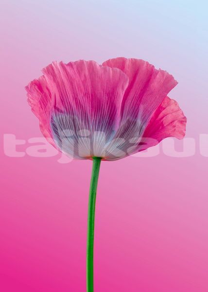 Big with watermark image