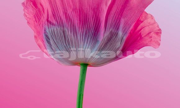 Medium with watermark image