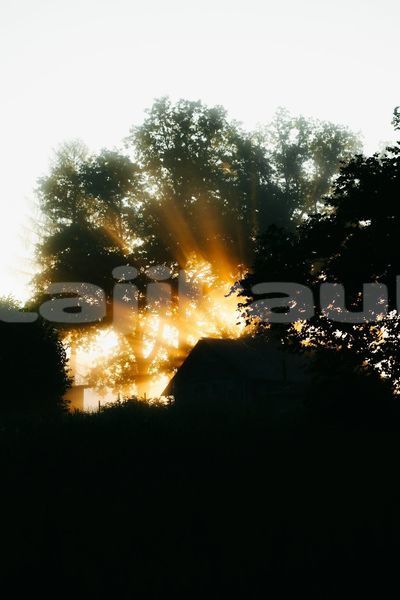 Big with watermark image