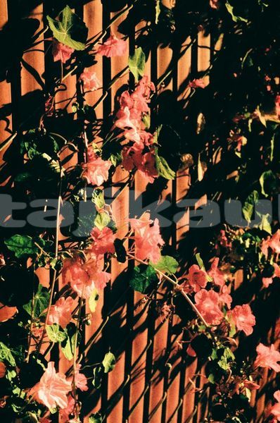 Big with watermark image