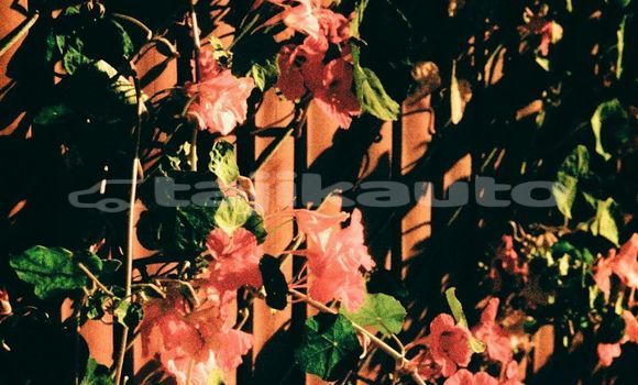 Medium with watermark image