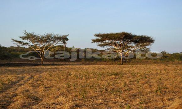 Medium with watermark image