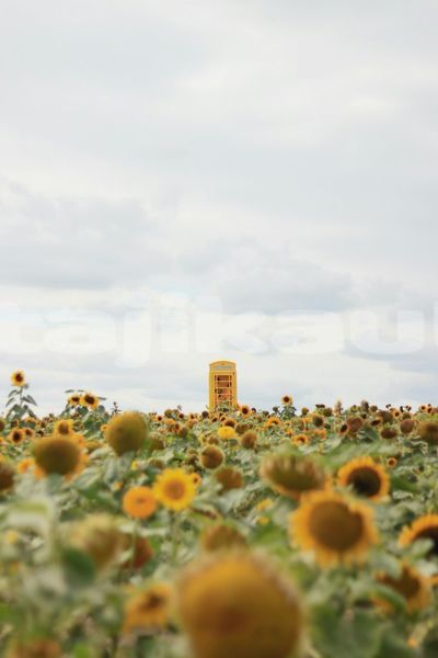 Big with watermark image