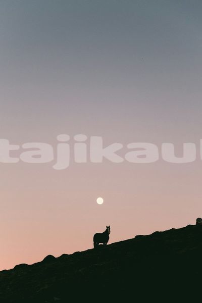 Big with watermark image