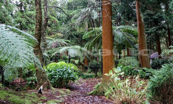 Medium with watermark image
