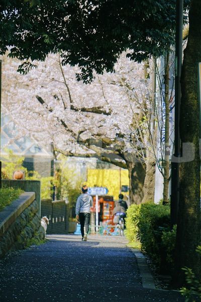 Big with watermark image