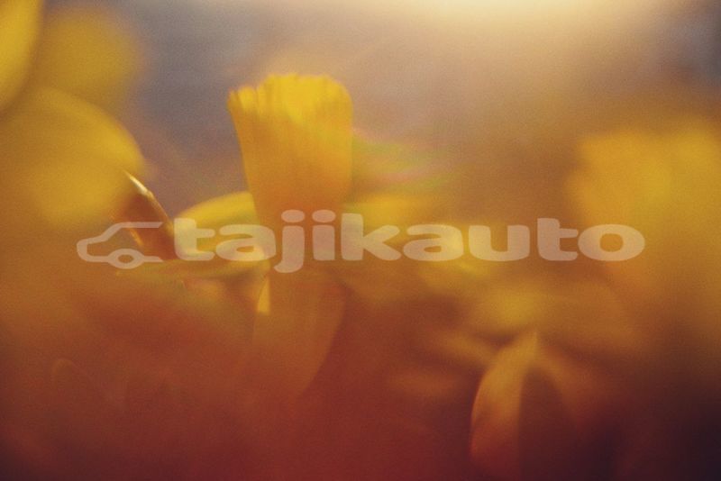 Big with watermark image