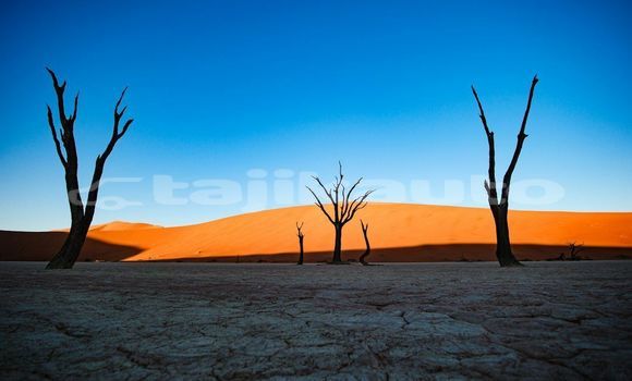 Medium with watermark image