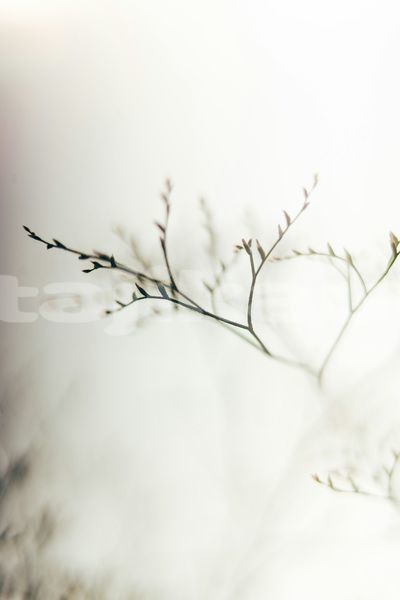 Big with watermark image