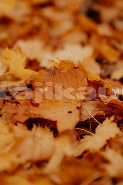 Big with watermark image