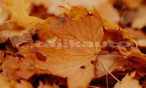 Medium with watermark image