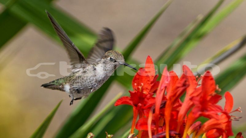 Big with watermark image
