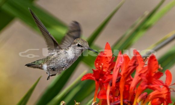 Medium with watermark image