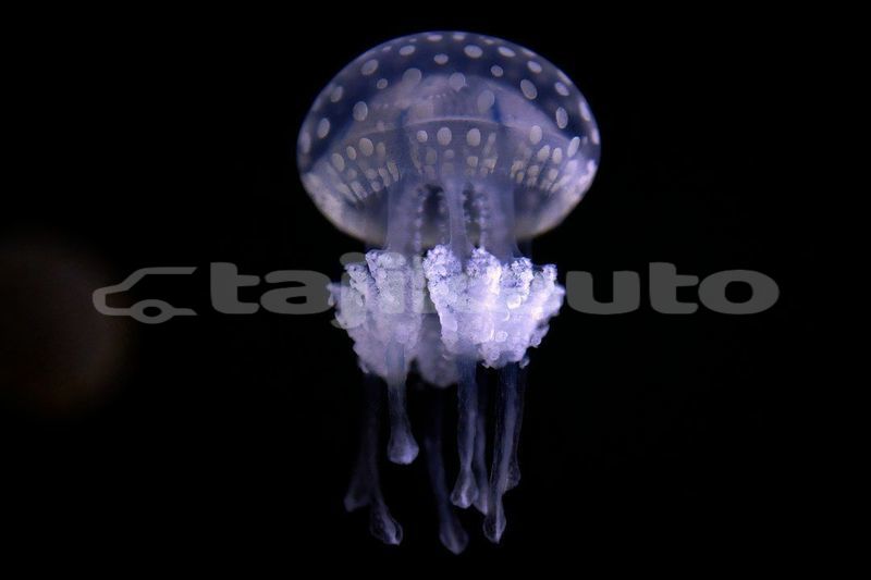 Big with watermark image