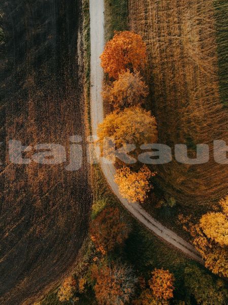 Big with watermark image