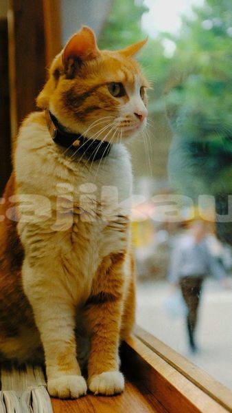 Big with watermark image