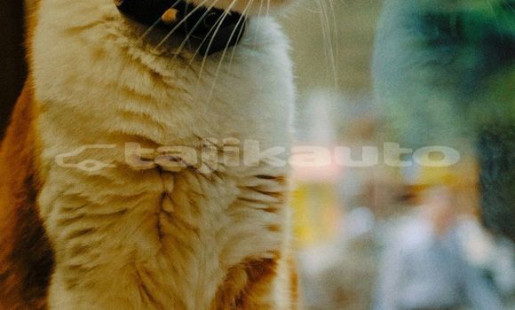Medium with watermark image