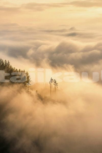 Big with watermark image