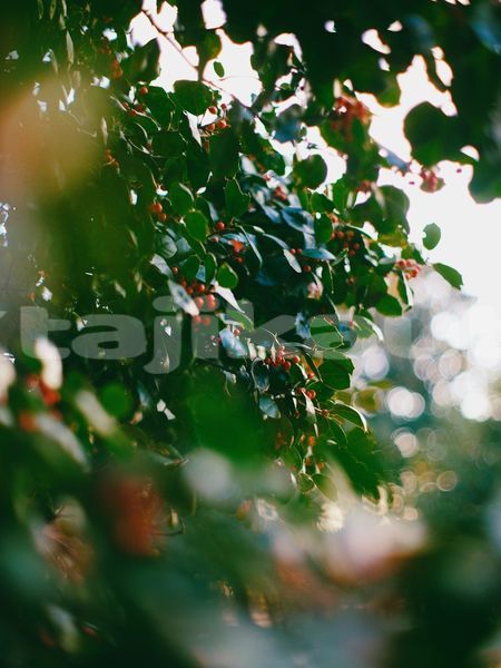 Big with watermark image