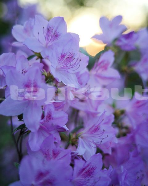 Big with watermark image
