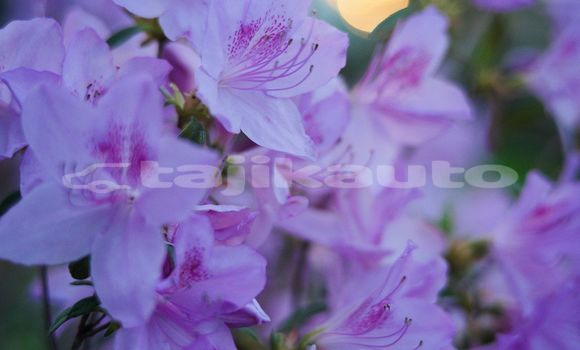Medium with watermark image