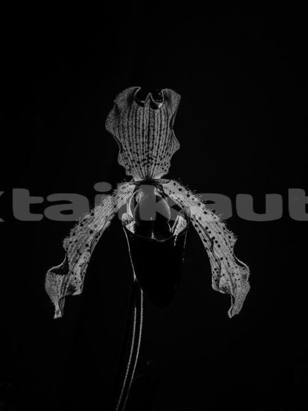 Big with watermark image