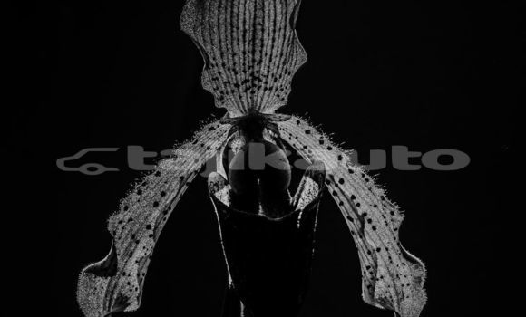 Medium with watermark image