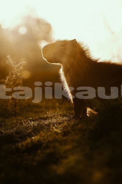 Big with watermark image