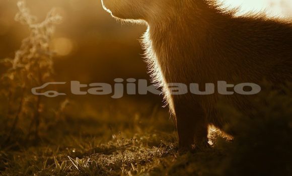 Medium with watermark image