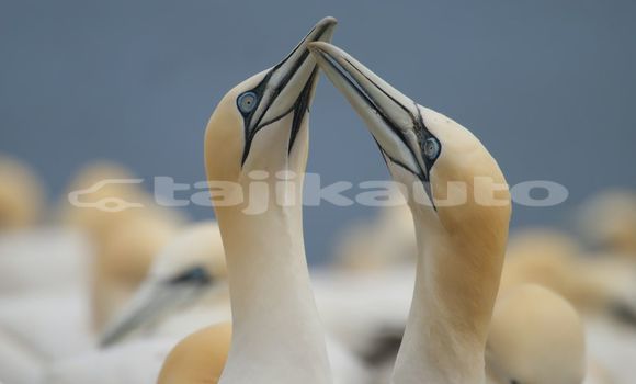 Medium with watermark image