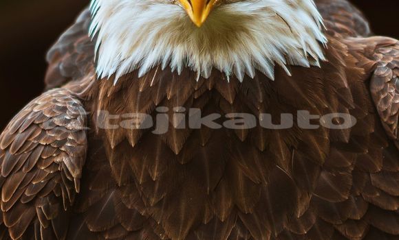 Medium with watermark image