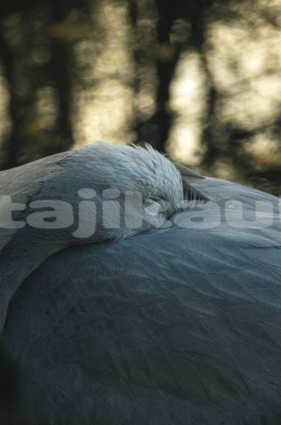 Big with watermark image