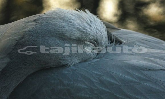 Medium with watermark image