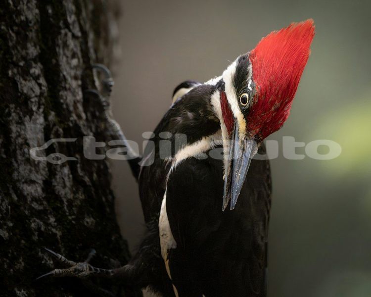Big with watermark image