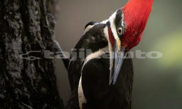 Medium with watermark image