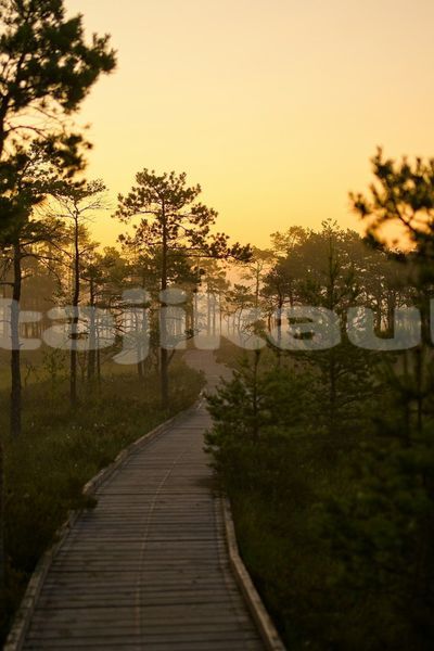Big with watermark image