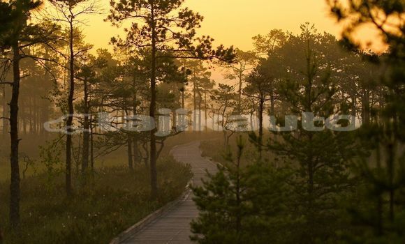 Medium with watermark image