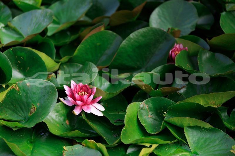 Big with watermark image