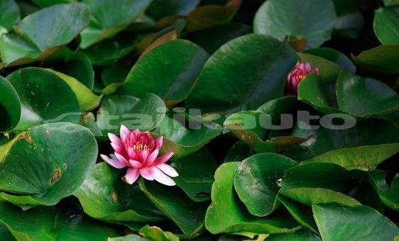 Medium with watermark image