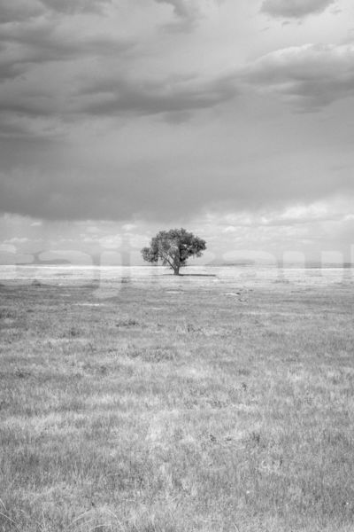 Big with watermark image