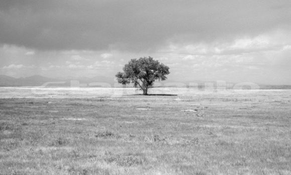 Medium with watermark image