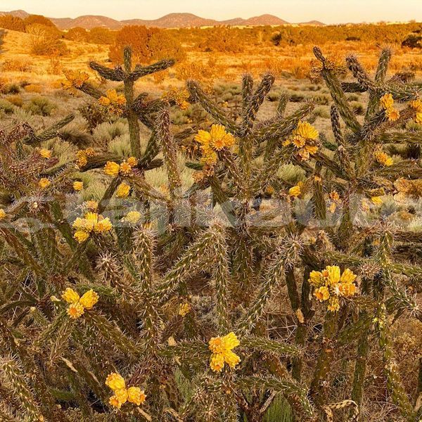 Big with watermark image