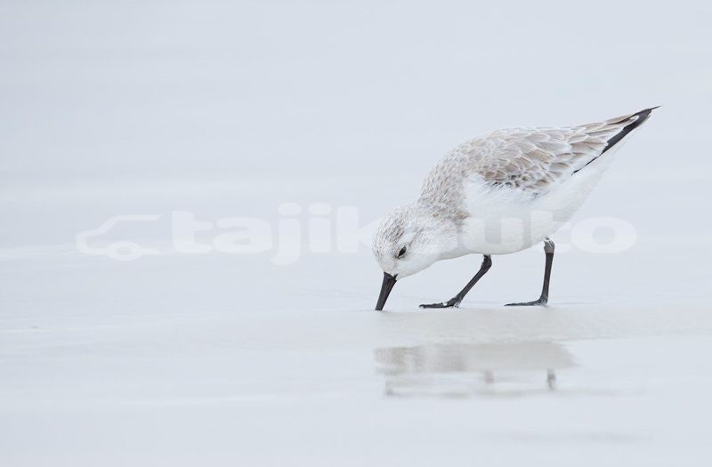 Big with watermark image