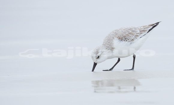 Medium with watermark image