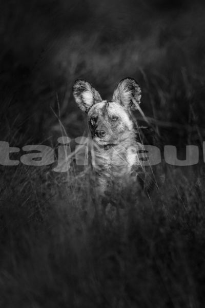 Big with watermark image