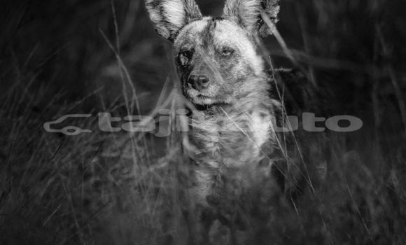 Medium with watermark image